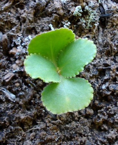 Crassula saxifraga